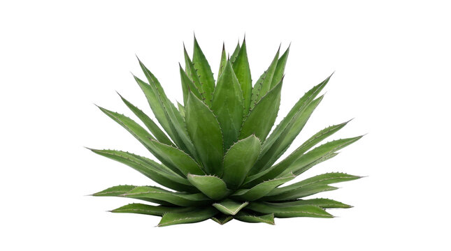 Detailed of a succulent agave plant with spiky leaves green leaf