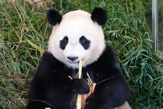 Cute giant panda sitting and eating bamboo in a zoo, Japan