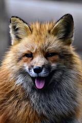 Fototapeta premium Cute close-up portrait of a happy red fox smiling with its tongue out in Miyagi Zao, Japan