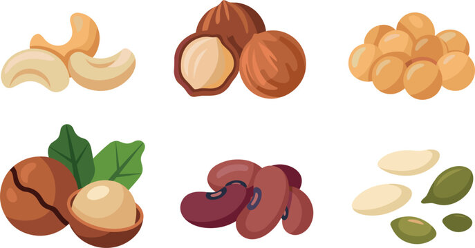 Fresh organic nuts seeds and beans set with cashew hazelnut macadamia kidney bean illustration