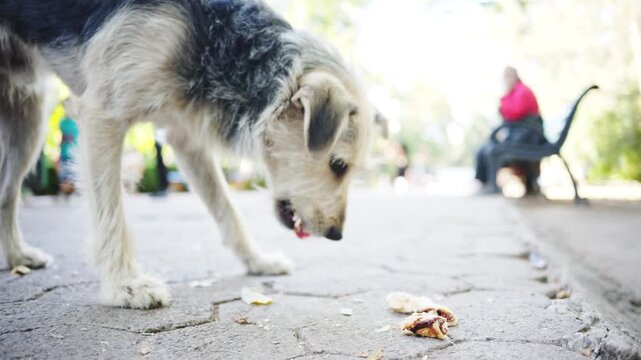 Homeless hungry dog eating piece of food on city park pavement with blurred people in background.