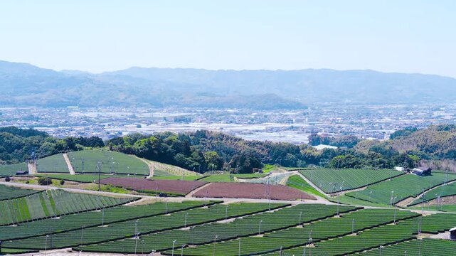 福岡県八女市八女中央大茶園展望所からみた茶畑