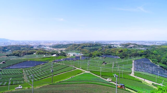 福岡県八女市八女中央大茶園展望所からみた茶畑