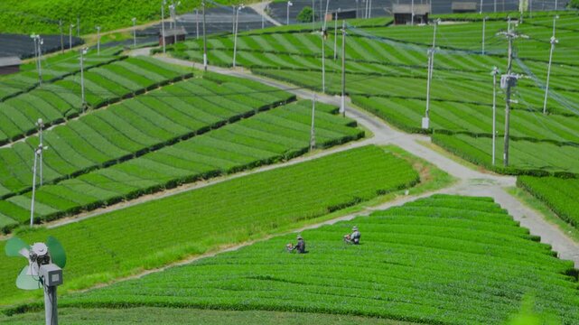福岡県八女市八女中央大茶園展望所からみた茶畑