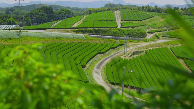 福岡県八女市八女中央大茶園展望所からみた茶畑