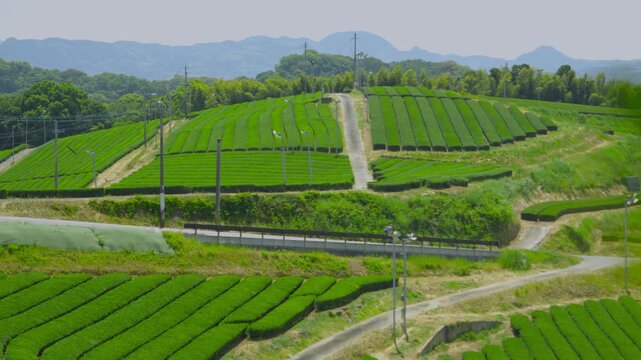 福岡県八女市八女中央大茶園展望所からみた茶畑