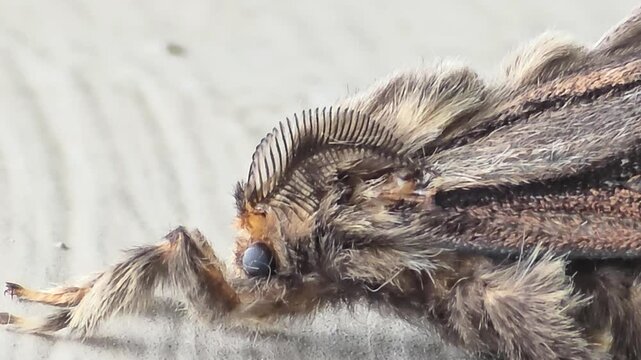 xtreme macro shot of a male bagworm moth (Eumeta japonica) with feathery antennae.
#002깃털 모양 더듬이를 가진 남방차주머니나방(성충 수컷)의 정밀 초접사 매크로 영상.#002

