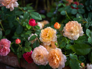 Fototapeta premium Colorful rose bushes on terrace after rain