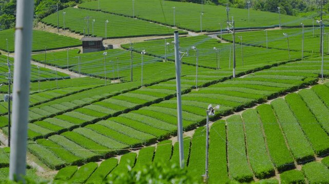 福岡県八女市八女中央大茶園展望所からみた茶畑