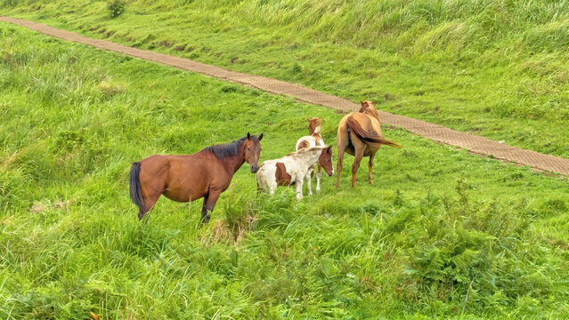 A beautiful horse family with cute foals grazing together on a green grassy hill