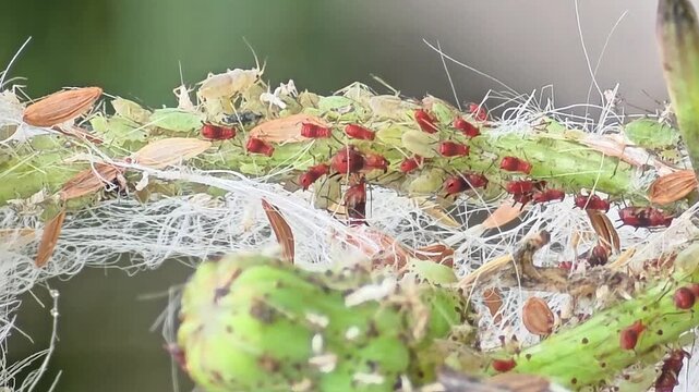 
Infestation of destructive aphids (pests) sucking sap from a plant stem, close-up macro shot.#0013
식물 줄기에서 즙을 빨아먹는 파괴적인 진딧물(해충) 무리의 피해 현장, 초근접 매크로 영상.#003

