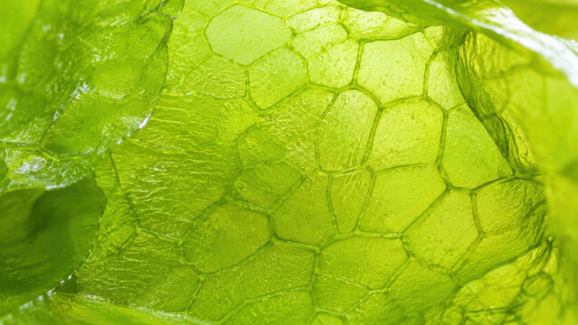 Fascinating macro view of translucent green sea lettuce membrane showing its intricate cell wall structure. wonderful detail of biology and natural abstract pattern