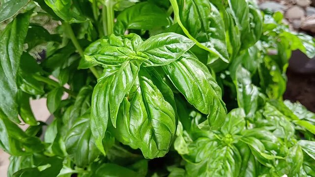 Close up of green basil leaves in a garden.