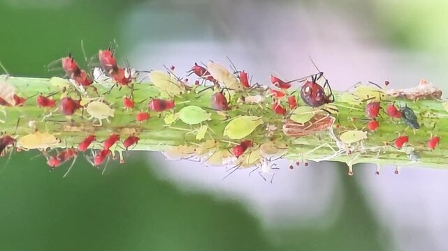 
Infestation of destructive aphids (pests) sucking sap from a plant stem, close-up macro shot.#004
​식물 줄기에서 즙을 빨아먹는 파괴적인 진딧물(해충) 무리의 피해 현장, 초근접 매크로 영상.#004

