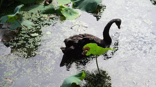 Black swan (Cygnus atratus) on water among duckweed