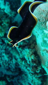 flatworm swimming like a ribbon in coral reef at Great Barrier Reef 