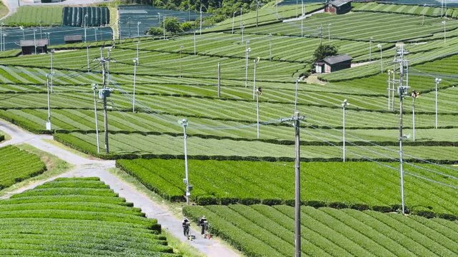 福岡県八女市八女中央大茶園展望所からみた茶畑