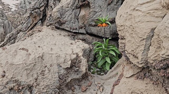 Solitary spring fritillaria blooming defiantly between dramatic jagged rock formations, snow patches visible above, symbol of resilience in harsh mountain environment.
📍 Hawraman Takht, Kurdistan, Ir