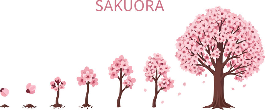 Sakura tree growth stages illustration isolated on transparent background