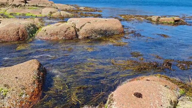Sea and weed