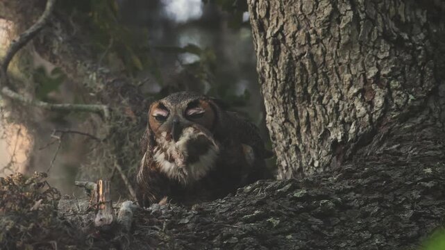 A great horned owl nesting in Florida 