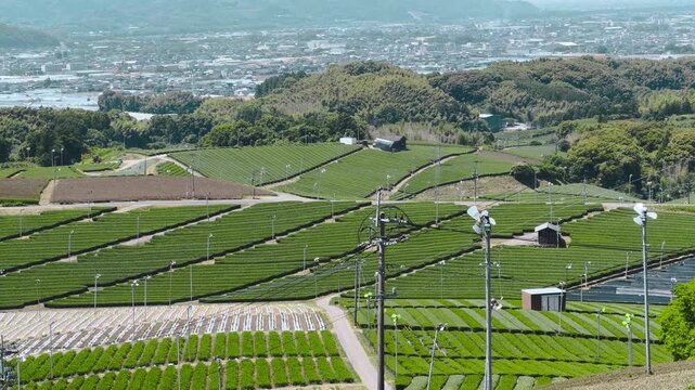 福岡県八女市八女中央大茶園展望所からみた茶畑