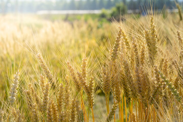 Fototapeta premium Golden wheat fields under summer warm sunshine