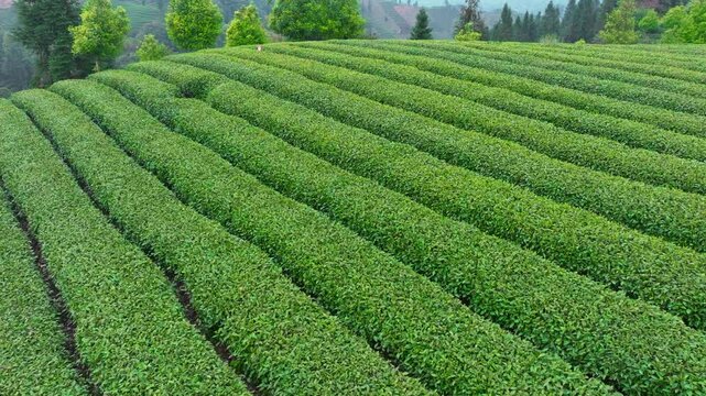 Green Tea Plantation Rows on Hillside