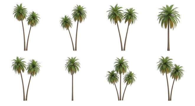 isolated palm tree collection on white background for decoration nature and design usage