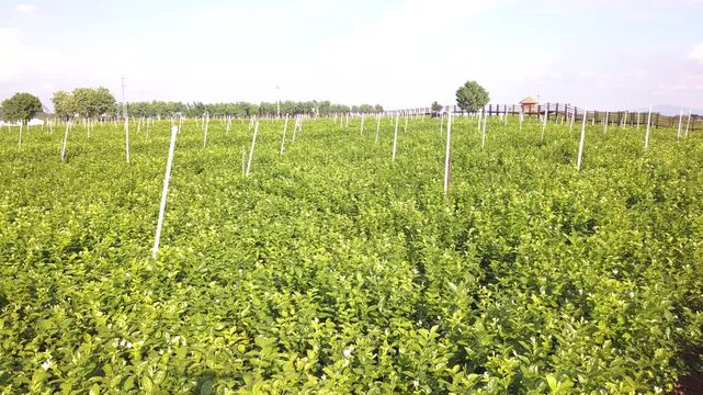 Green agricultural field with young crop rows and white support stakes under bright sky