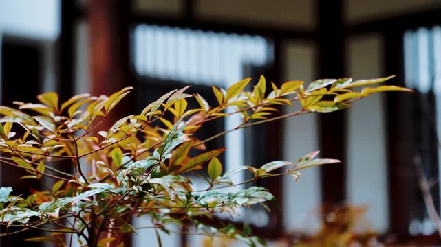 Close up of red leaf plants in Chinese temple courtyard
