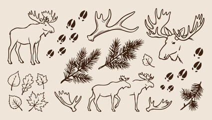 Moose forest wildlife, northern nature sketch, minimal forest art, clean wildlife illustration, modern forest design, isolated moose vector, premium forest background, organic design print moose, fore © Geetaroy