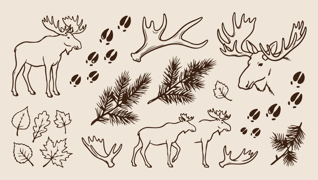Moose forest wildlife, northern nature sketch, minimal forest art, clean wildlife illustration, modern forest design, isolated moose vector, premium forest background, organic design print
moose, fore