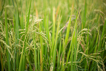 Fototapeta premium Farm-Fresh Rice Grains: The Key to Authentic Thai Gastronomy.