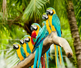 Flock of blue and yellow macaw parrots on tree branch with wild animal tropical bird nature photography ©  SobuzForge