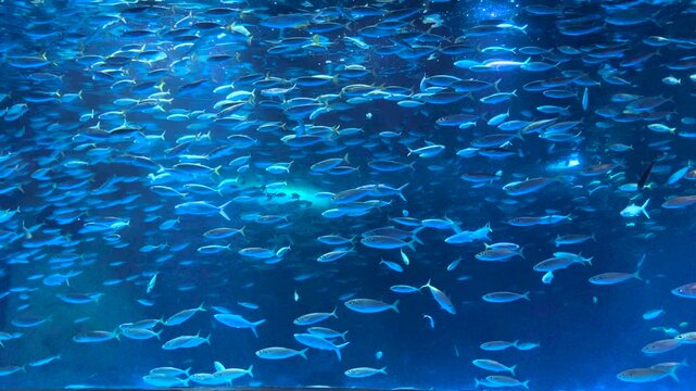 School of Silver Fish Swimming Underwater with Sharks in Blue Ocean