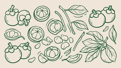 Mangosteen exotic fruit pattern, fresh tropical harvest sketch, minimalist berry illustration, clean food background, modern fruit texture, isolated tropical vector, premium kitchen wallpaper, summer  © Geetaroy