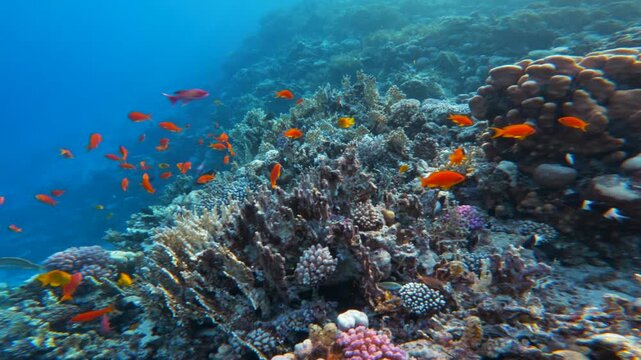 Panorama of dense coral reef with many Red Fairy Anthias fish with deep clear blue sea in the background. Cinematic underwater landscape