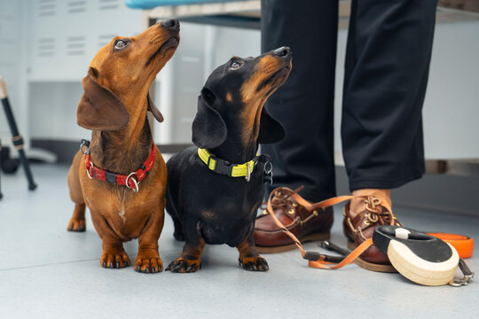Two small dachshunds, one brown and one black, stand attentively looking upward next to their owner's legs and shoes indoors. An orange leash waits on the floor