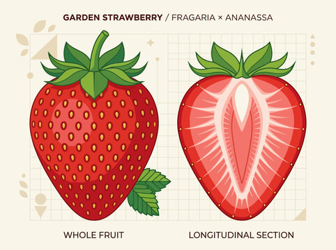 Botanical Illustration of Garden Strawberry (Fragaria x ananassa) Featuring Whole Fruit and Longitudinal Cross Section Diagram