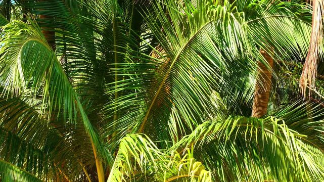 A lush, vibrant close-up of tropical palm leaves basking in bright sunlight, showcasing detailed textures and patterns of nature in ideal for a peaceful summer green background.