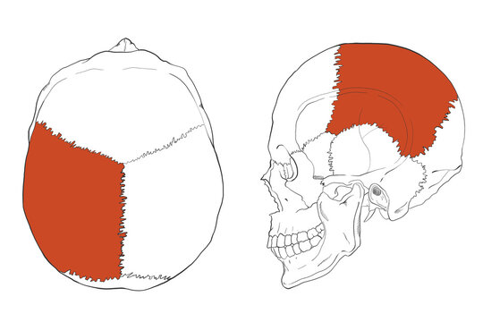 ガイド用イラスト　頭頂骨　Guide illustration　Parietal bone