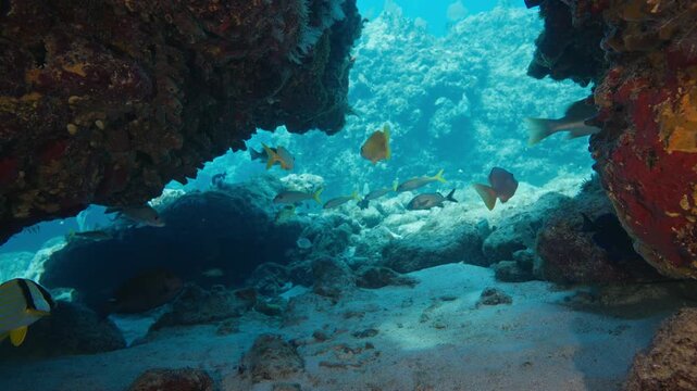 Tropical fish swimming by coral reef cavern in Florida Keys