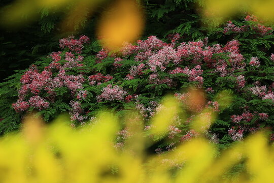 Cassia javanica (also known as Java cassia, pink shower)
The flowers range in colour from pale pink to crimson with yellow coloured stamens and are found in open clusters. 
Queen Sirikit Park ,Bangkok