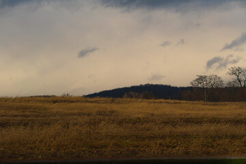 Fototapeta premium Golden field stretches wide under a moody, cloudy sky