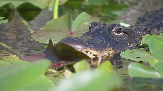 American alligator swimming through lily pads in Everglades National Park