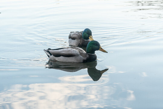 Two mallards glide calmly across still water