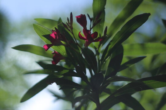 鮮やかに咲く、キョウチクトウの花 / Beautiful nerium oleander flowers blooming under the bright summer sunlight