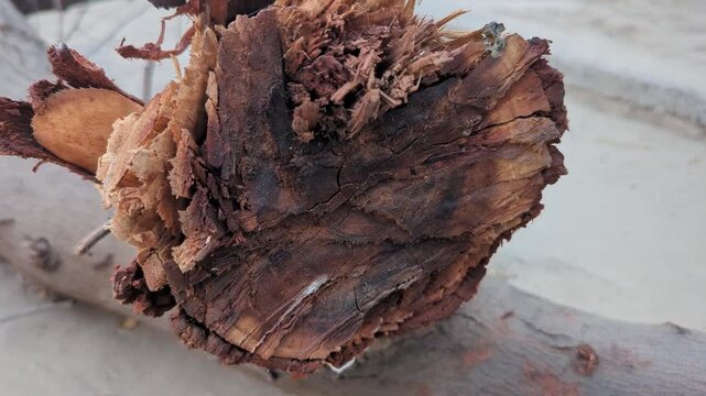 Wood texture of a broken tree branch