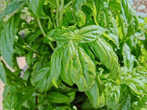 Closeup of a Sweet Basil plant, Ocimum basilicum.